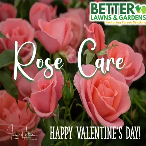 S2 Ep427: Better Lawns and Gardens - Hour 2 Rose Care February 14, 2026