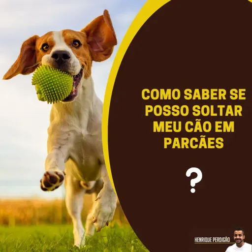 Como saber se posso soltar meu cão em parcães?