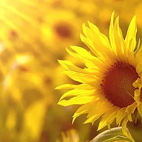 Radio Louvores Do Reino