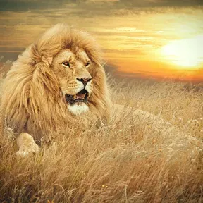 IGREJA PENTECOSTAL VIVER E RENASCER