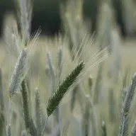DAR-SE-Á ÀQUELE QUE TEM