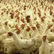 Goiás registra primeiro foco de gripe aviária