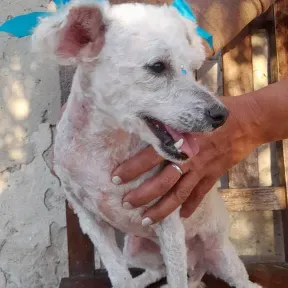 Radio Camino Al Cielo