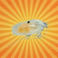 L’ostracode, minuscule crustacé qui éclaire le passé