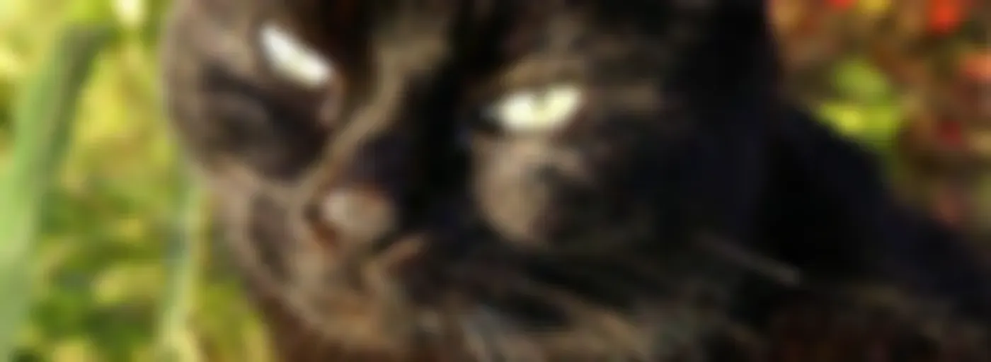 Gato Preto