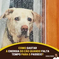 Como gastar a energia do cão quando não há tempo para o passeio?