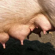 La evolución de los pezones es la leche