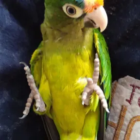 La panpara