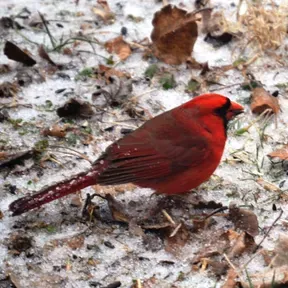 Any Bird Any Body