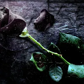 Black Rose