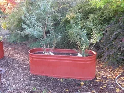 All About Blueberries