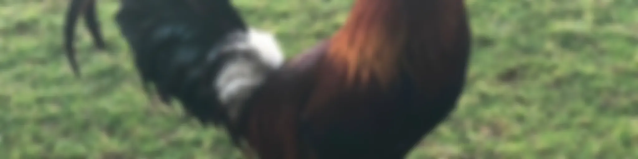Cockfight