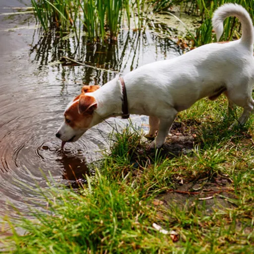 O que é Leptospirose?