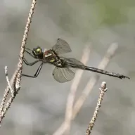 Technical college funding, Inside Wisconsin Politics, Emerald dragonfly
