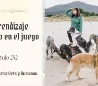 Descubre Como Aprenden Los Perros