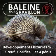 S07E126 Vous avez dit bizarre ? Développement 1/5 : L'Échidné, 1 œuf, 1 orifice... et 4 pénis