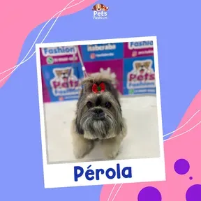 Rádio Pets Fashion