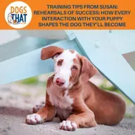 Training Tips From Susan: Rehearsals Of Success: How Every Interaction With Your Puppy Shapes The Dog They'll Become