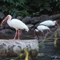 Costa Rica Pulses with Life