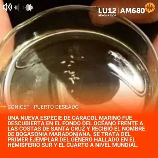 Hallan en Santa Cruz una nueva especie de caracol marino - Bogasonia Maradoniana
