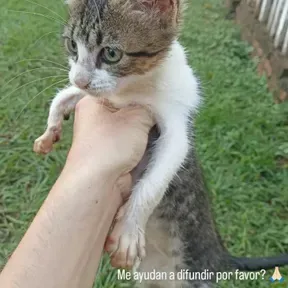 NICOLAS
