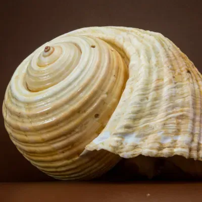 ¿Porqué se escucha el mar en los caracoles? 