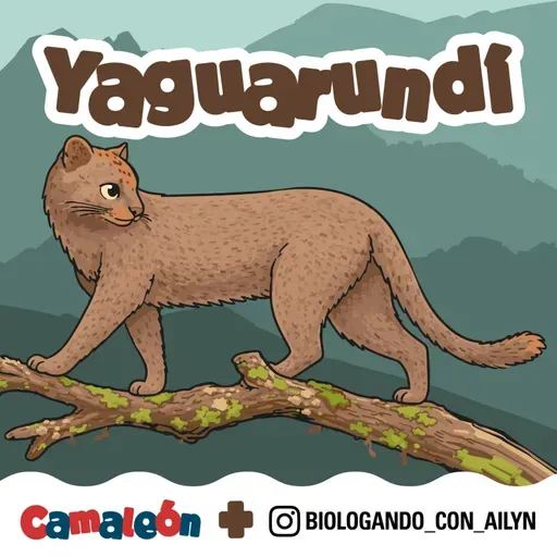 Yaguarundí: Rápido, raro y casi invisible