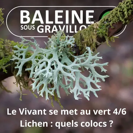 S07E76 Allez les Verts ! 4/6 : Le lichen, une fascinante coloc ancestrale