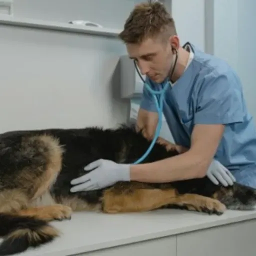 Como saber se o pet está com dor? Veterinária esclarece dúvidas dos ouvintes!