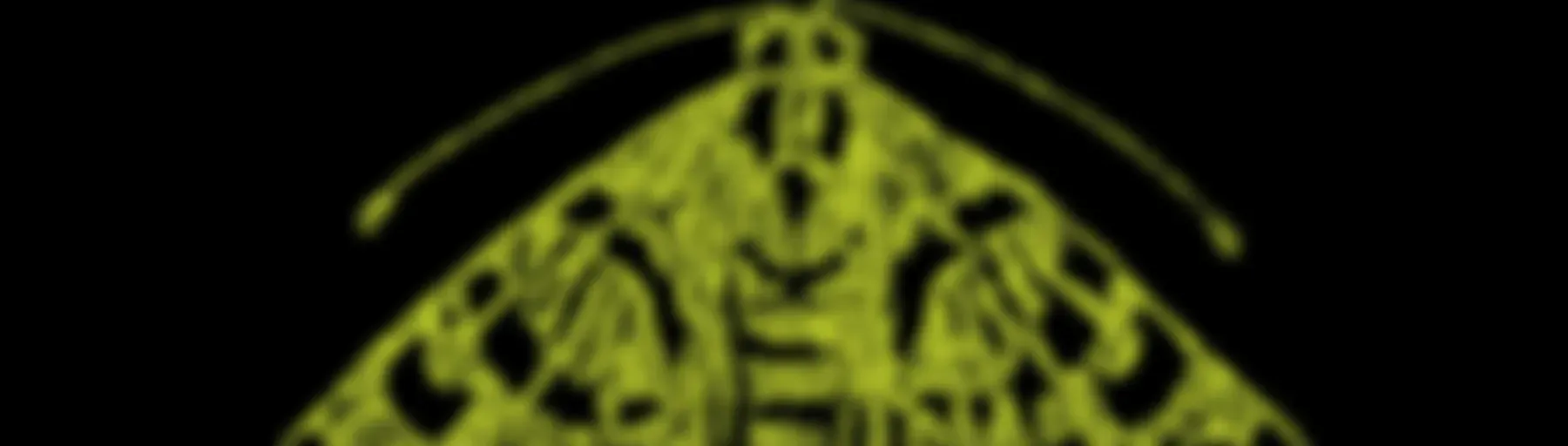 The Moth