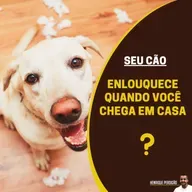 Seu cão enlouquece quando você chega em casa? 