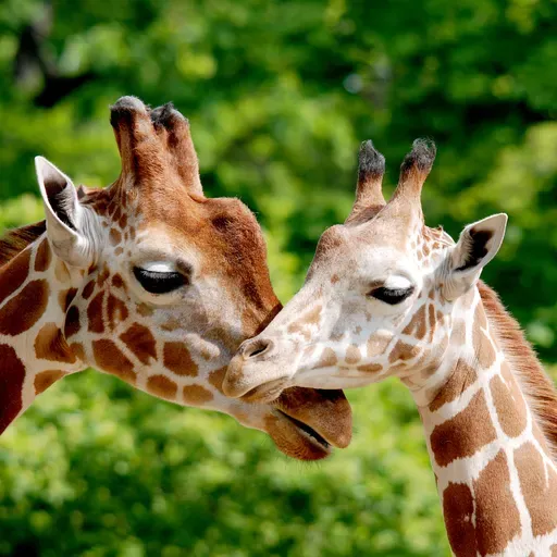 On the Origin of “Tall Blondes”: Correcting the Record on Giraffe Evolution