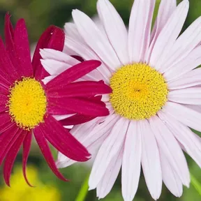 تغرودات  صباحية