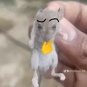 Mamahuevo digo glugluglu