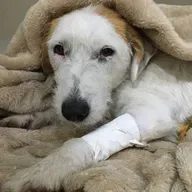 Infecção por Parvovirose