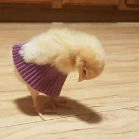 Radio pollito