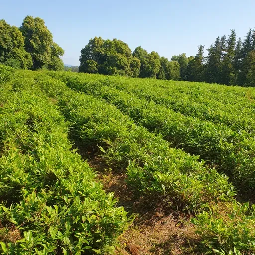 Поездка в Озургети