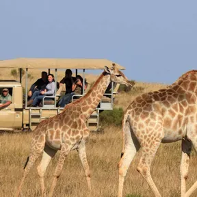 SAFARI