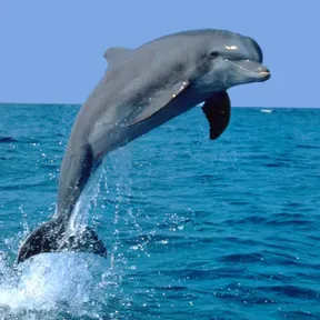 dolphinear