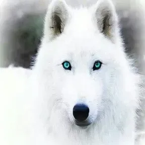 Moon Wolf