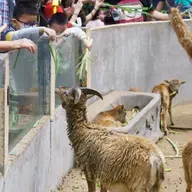 Should Zoos Be Abolished? by Cathy Zeng and Tomás Dinis