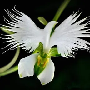 NegraMaysa