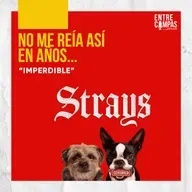 Strays / Hijos de Perra : ¡IMPERDIBLE!
