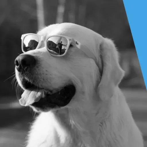 ¿Cómo es la visión de los perros realmente?