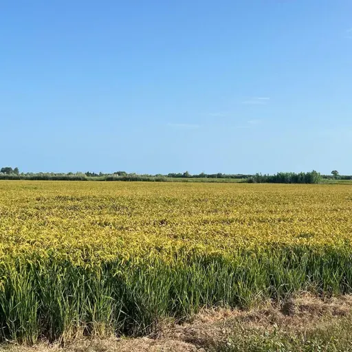 En Clave Rural: Buenas expectativas del sector arrocero