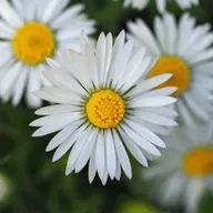 A LEI DE AMOR
