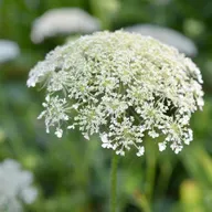 Poisonous Plants in Your Garden