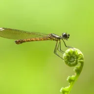 Douglas Axe: Dragonflies, Cookies, and Our Built-In Design Intuition