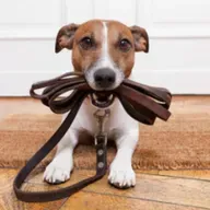 Passeios com os cães