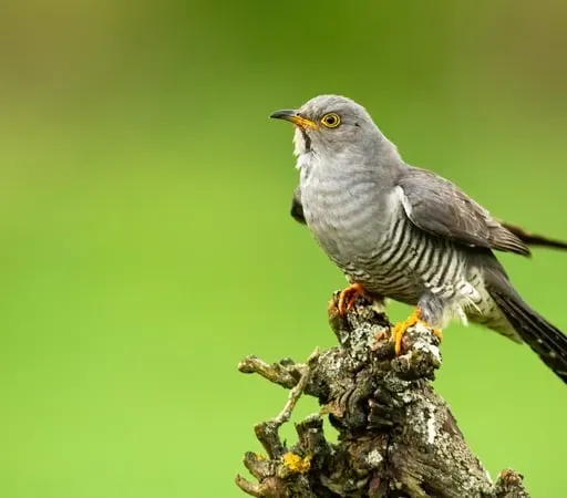 How you can be part of the cuckoo tracking project